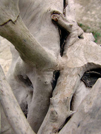 weathered root of a umgestuerzten tree