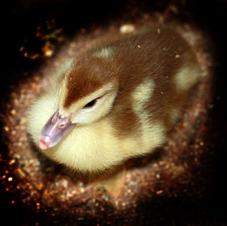 Duckling の写真素材