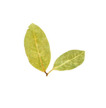 bay leaves の写真素材