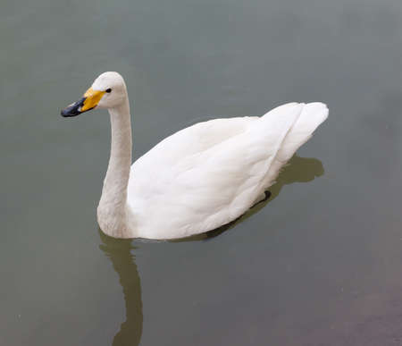 Swan in water with reflections of autumn foliage の写真素材