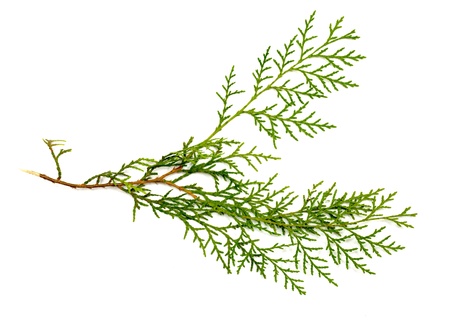 Christmas green framework isolated on white background の写真素材