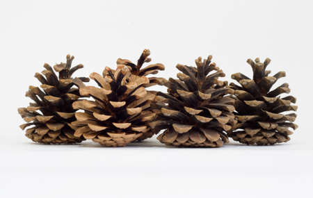 cedar big shotsの写真素材