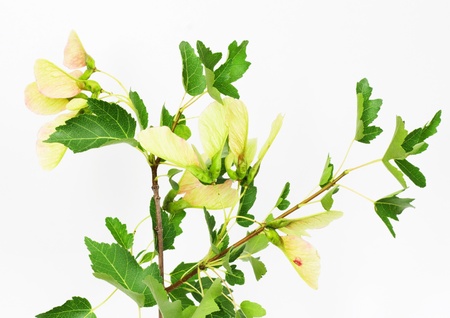 Green small leaves on the white backgroundの写真素材