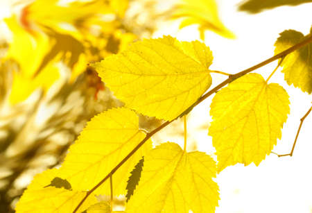 Autumn の写真素材