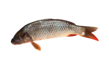 Big carp isolated on white background 