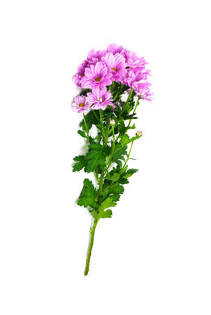 Pink chrysanthemum の写真素材