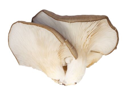 Oyster mushrooms on a white background の写真素材