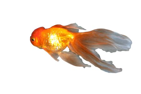 A beautiful, graceful goldfish swimming in the water の写真素材