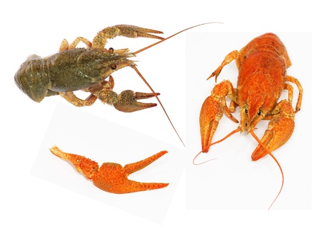 crawfish on white background の写真素材