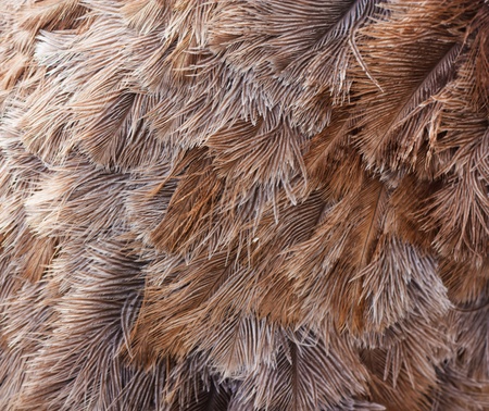 Ostrich bird feather brown texture background 