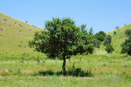 Green tree の写真素材