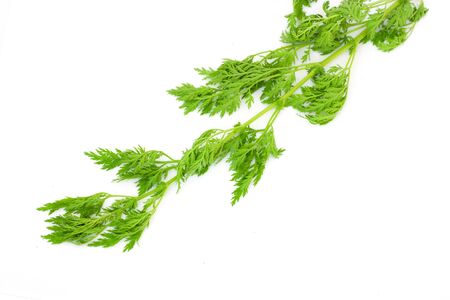 branch carrots on a white background