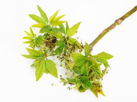 young leaves of maple on a white backgroundの写真素材