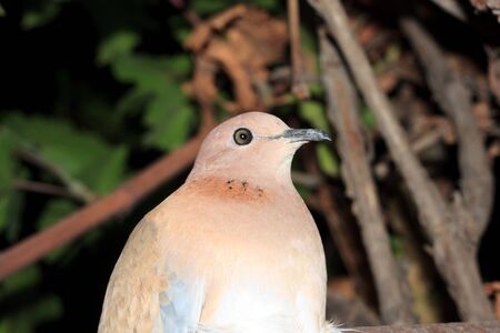 dove into the darkの写真素材