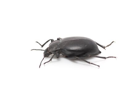 ground beetle の写真素材