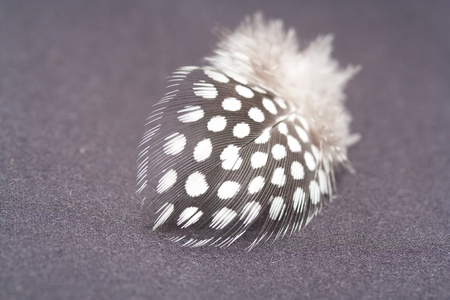 feather birdの写真素材