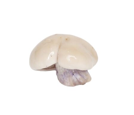Whole single fresh porcini mushroom isolated on white background の写真素材