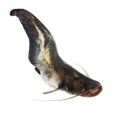 Big river catfish isolated on white の写真素材