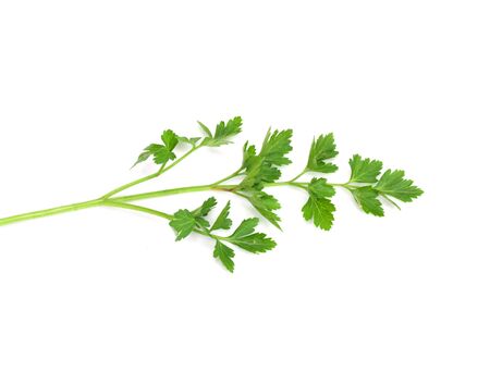 Fresh parsley isolated on white の写真素材
