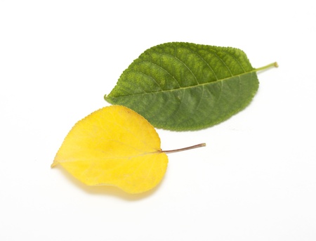 green and yellow leaves on white backgroundの写真素材
