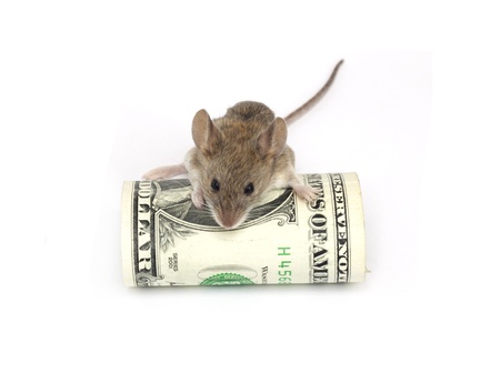 mouse and the dollar on a white backgroundの写真素材