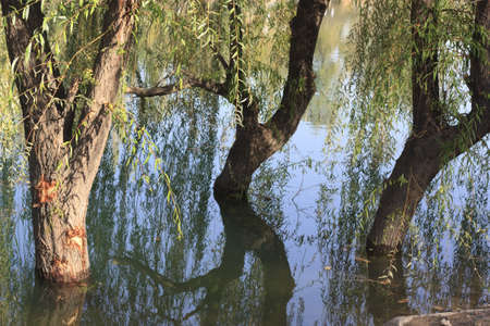 three trees in the water