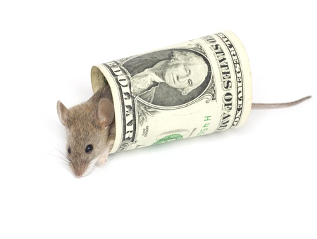 mouse and the dollar on a white backgroundの写真素材