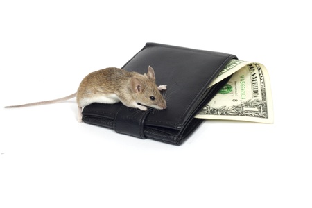 mouse and the dollar on a white backgroundの写真素材