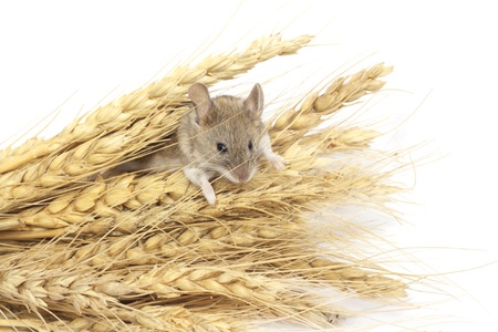 mouse on wheatの写真素材