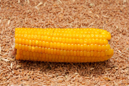 corn on the background of wheat