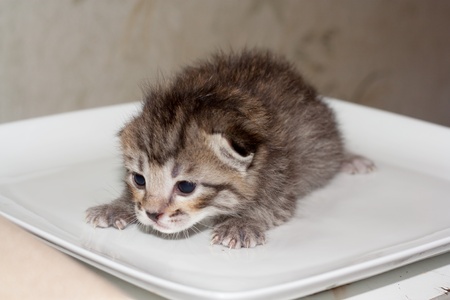 little kittyの写真素材