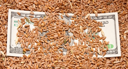 One hundred dollars in wheatの写真素材