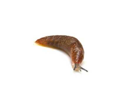 Slug - the slowest animal. It creeps on a white background. の写真素材