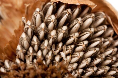 Seeds macro white backgroundの写真素材