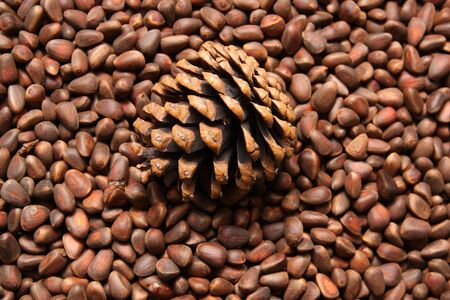 pine nuts in the backgroundの写真素材