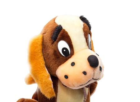 Toy dog isolated on white の写真素材
