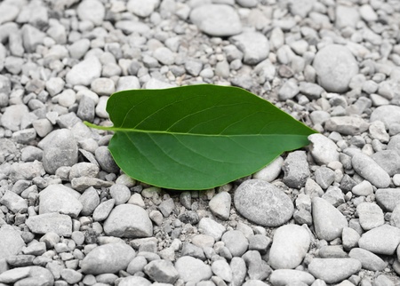 green leaf from a tree on the rocksの写真素材