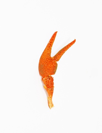 pincers of the cancer