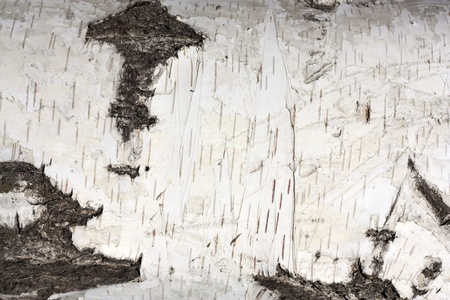 Texture of birch bark, backgroundの写真素材