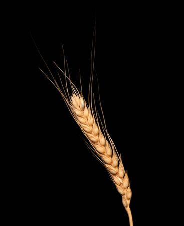 wheat isolated on black background の写真素材