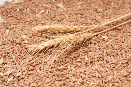 three spikelets of wheat against the grain of wheatの写真素材
