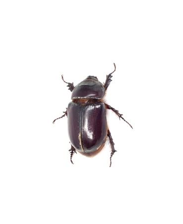 insect dung beetle isolated on white の写真素材