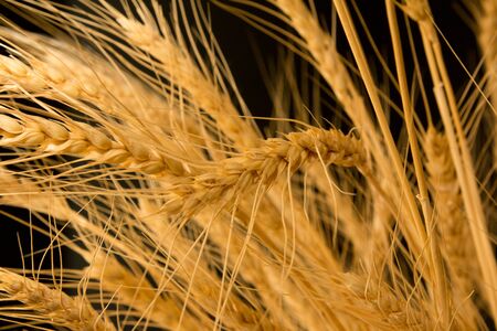 ears of ripe wheat on a black background の写真素材