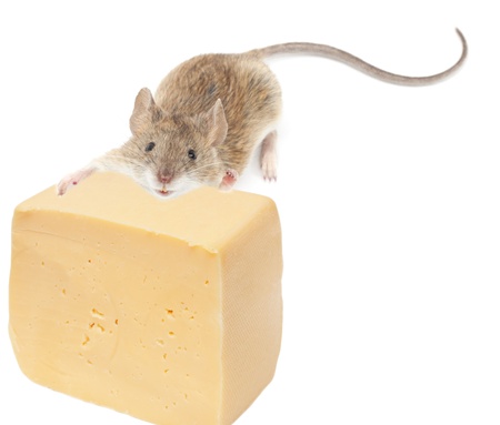 Funny rat and cheese isolated on white background の写真素材