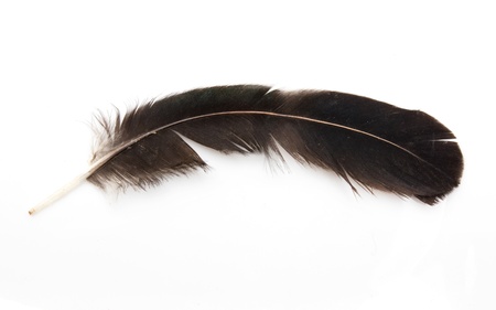 Bird feather isolated on white background の写真素材
