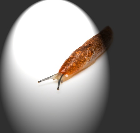Slug - the slowest animal.  の写真素材