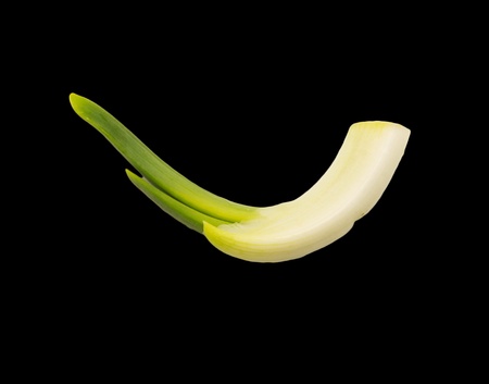 spring onion isolated on black background.Green onion 