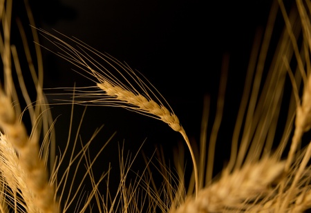 Yellow wheat on a black backgroundの写真素材