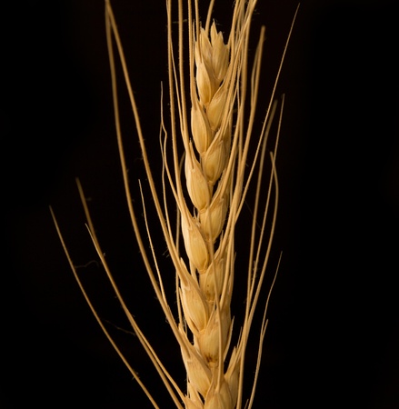 Yellow wheat on a black backgroundの写真素材