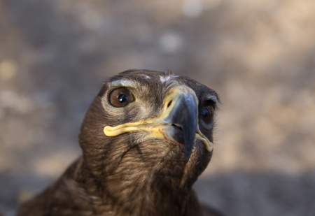portrait of an eagleの写真素材